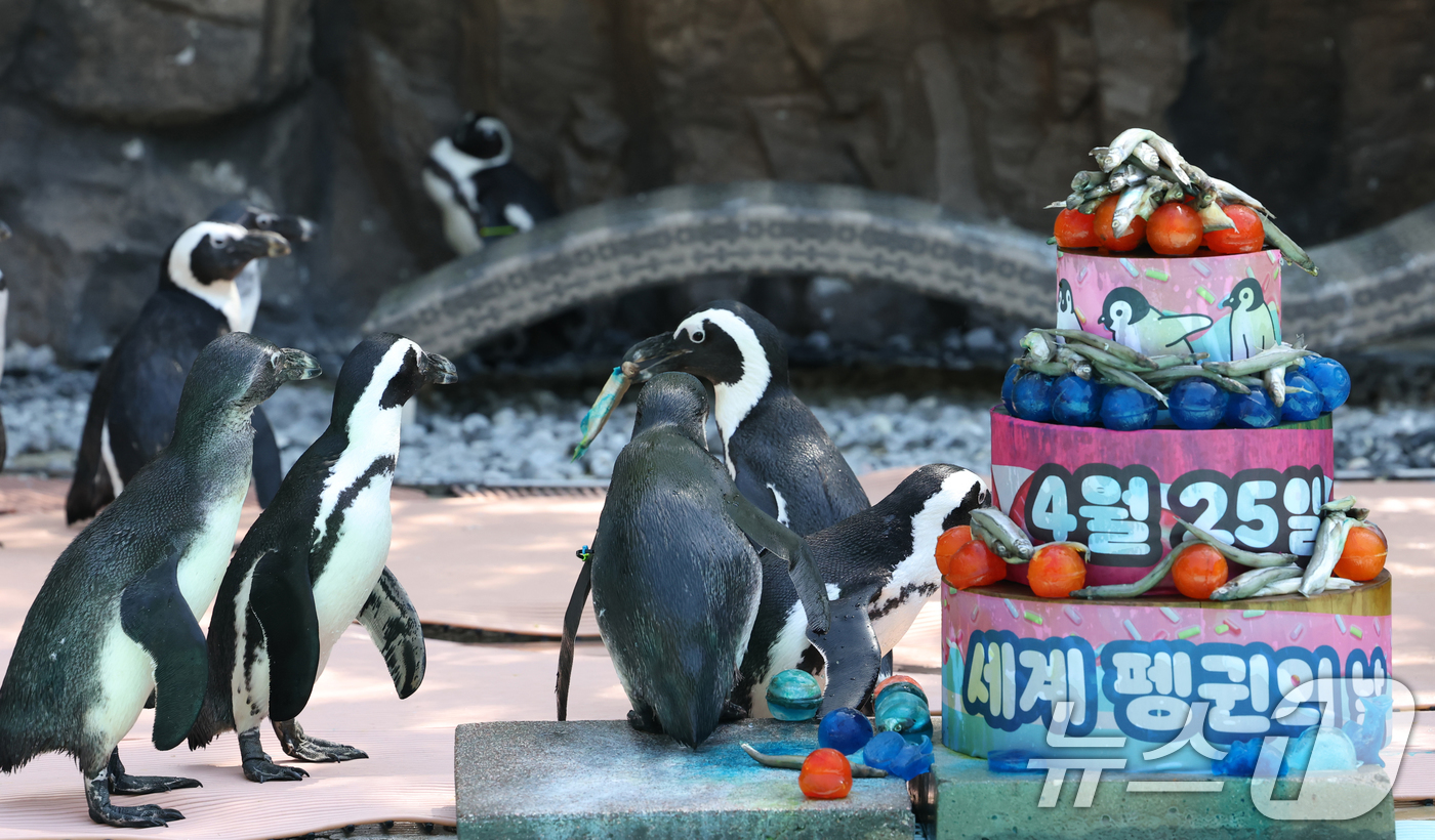 (용인=뉴스1) 김영운 기자 = 세계 펭귄의 날을 하루 앞둔 24일 경기 용인시 처인구 에버랜드 펭귄아일랜드에서 아프리카 펭귄들이 양미리가 올라간 케이크를 특식으로 먹고 있다. 2 …