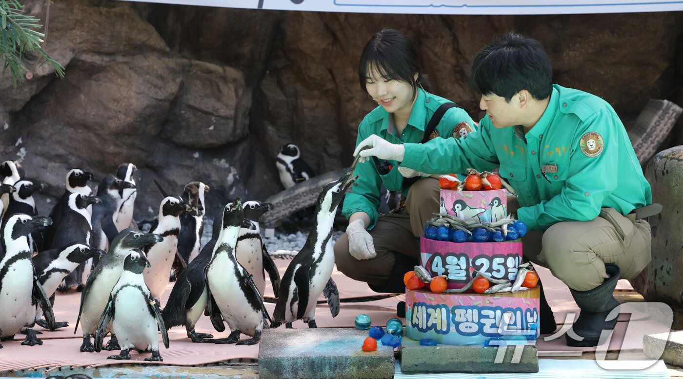 본문 이미지 - 세계 펭귄의 날을 하루 앞둔 24일 경기 용인시 처인구 에버랜드 펭귄아일랜드에서 주키퍼들이 아프리카 펭귄들에게 양미리가 올라간 케이크를 특식으로 주고 있다. ⓒ 뉴스1 김영운 기자