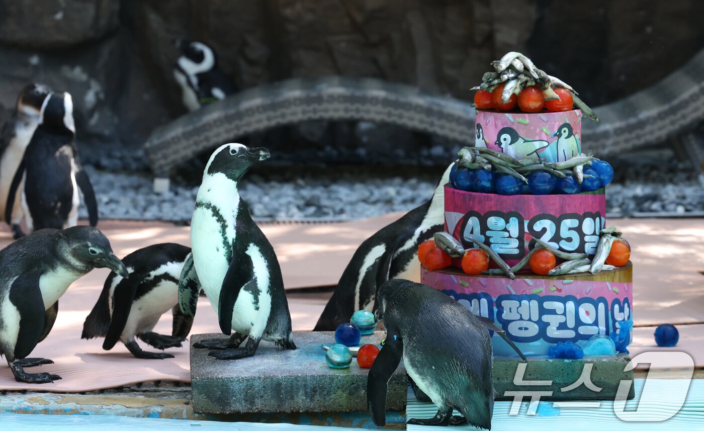 본문 이미지 - 세계 펭귄의 날을 하루 앞둔 24일 경기 용인시 처인구 에버랜드 펭귄아일랜드에서 아프리카 펭귄들이 양미리가 올라간 케이크를 특식으로 먹고 있다. ⓒ 뉴스1 김영운 기자