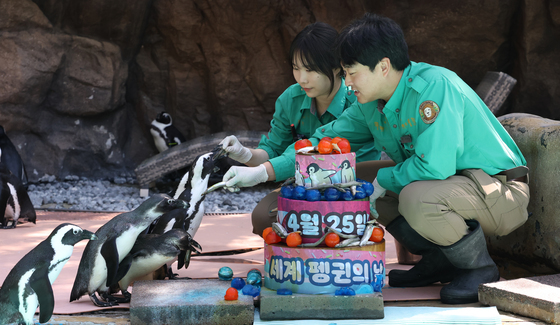 [뉴스1 PICK] "매년 4월 25일은 세계 펭귄의 날"…사라져가는 펭귄을 보호해요