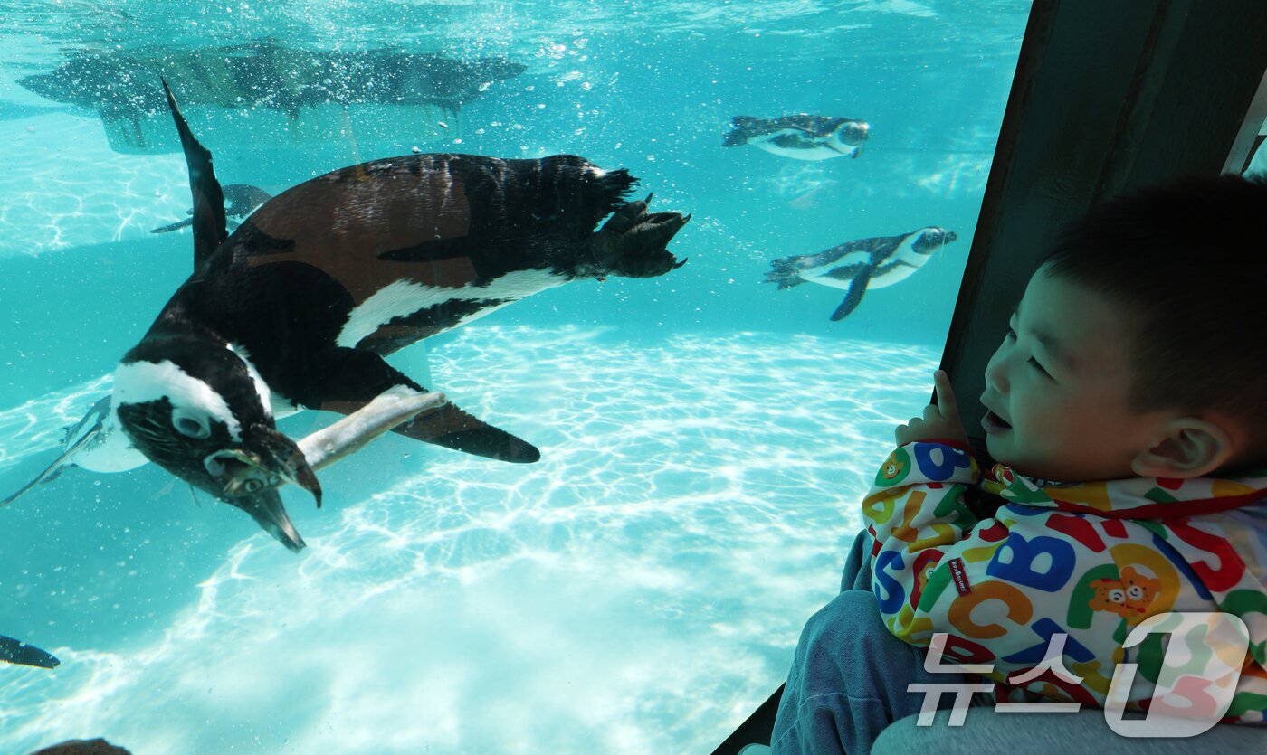 본문 이미지 - 세계 펭귄의 날을 하루 앞둔 24일 경기 용인시 처인구 에버랜드 펭귄아일랜드에서 아프리카 펭귄들이 양미리를 먹고 있다. ⓒ 뉴스1 김영운 기자