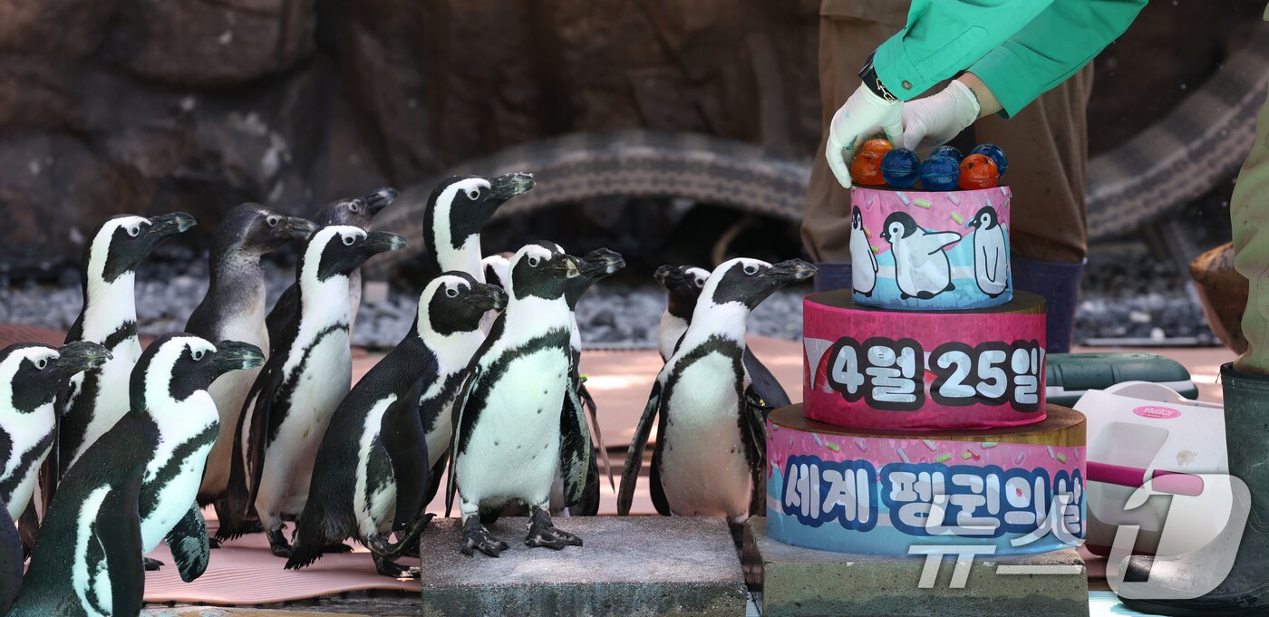 본문 이미지 - 세계 펭귄의 날을 하루 앞둔 24일 경기 용인시 처인구 에버랜드 펭귄아일랜드에서 주키퍼들이 아프리카 펭귄들에게 양미리가 올라간 케이크를 특식으로 주고 있다. ⓒ 뉴스1 김영운 기자