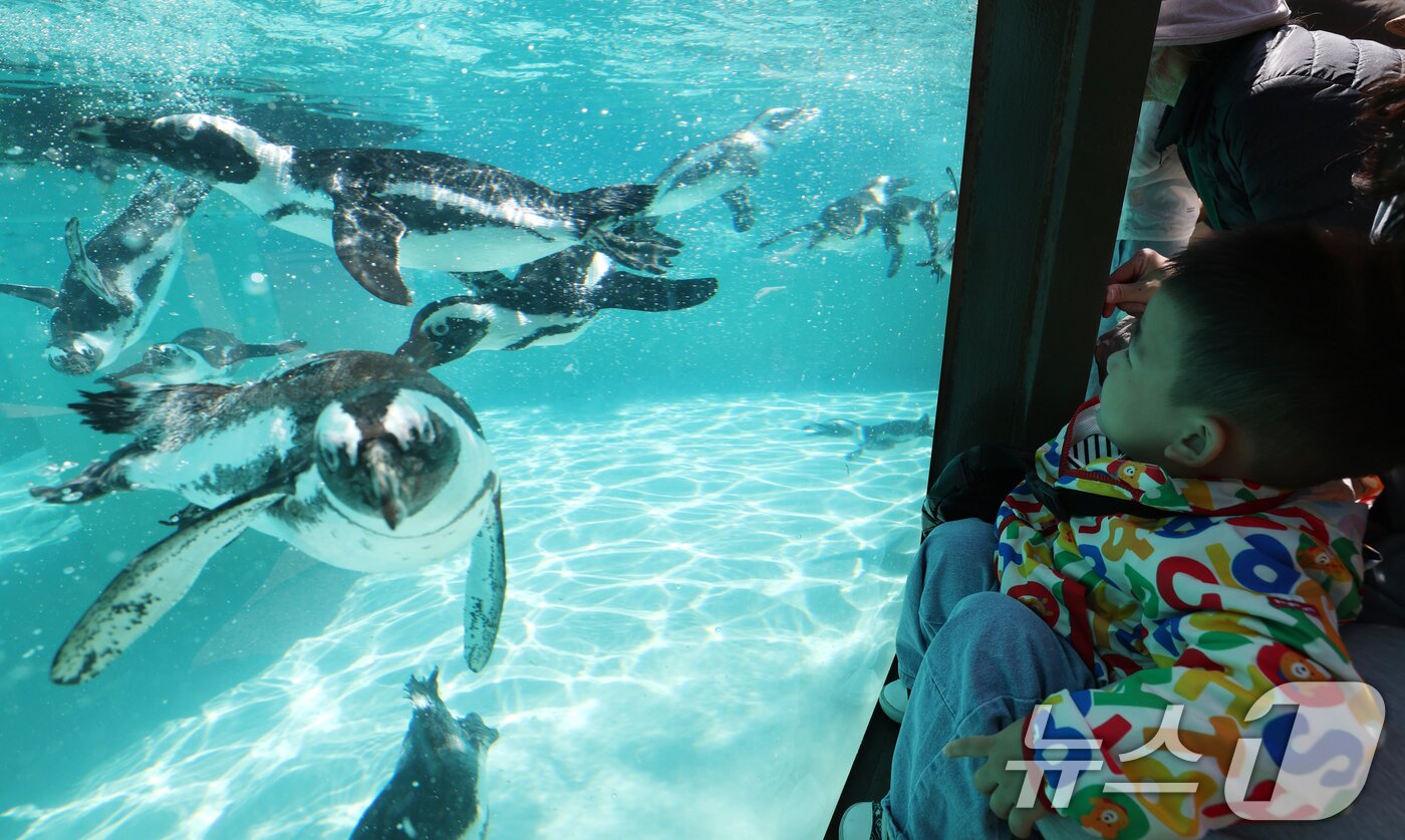 본문 이미지 - 세계 펭귄의 날을 하루 앞둔 24일 경기 용인시 처인구 에버랜드 펭귄아일랜드에서 아프리카 펭귄들이 양미리를 먹고 있다. ⓒ 뉴스1 김영운 기자