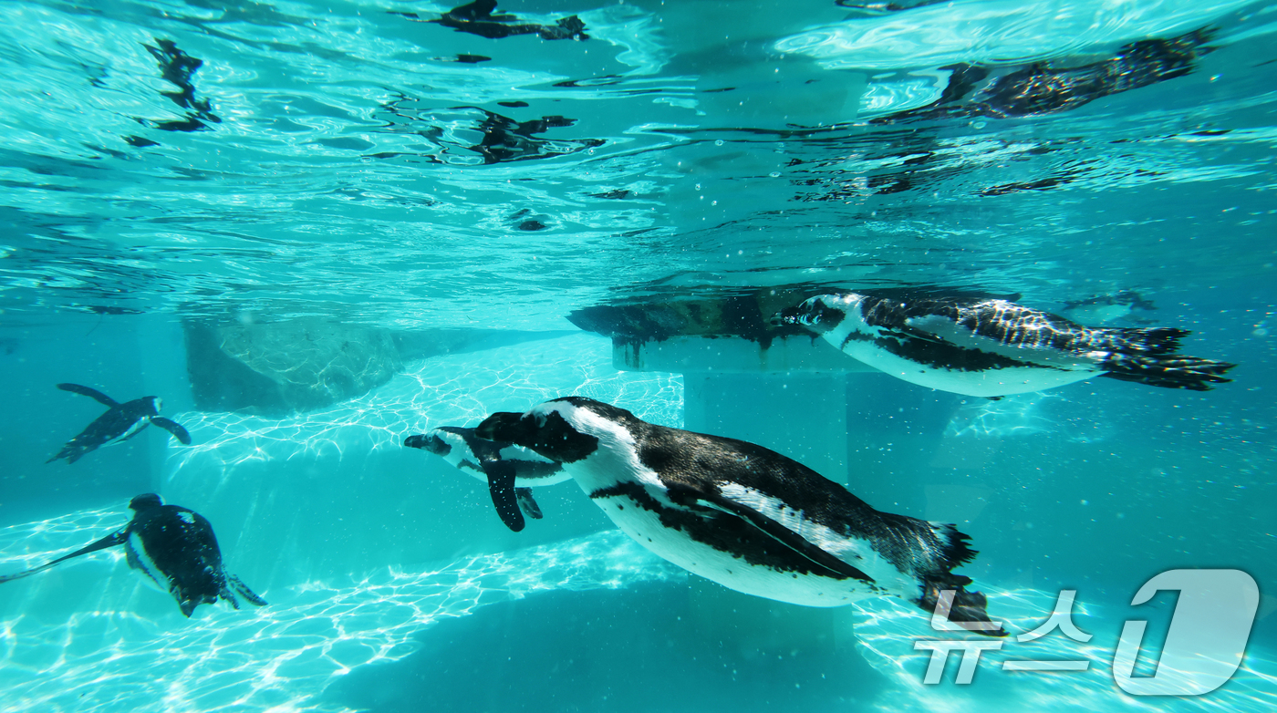 (용인=뉴스1) 김영운 기자 = 세계 펭귄의 날을 하루 앞둔 24일 경기 용인시 처인구 에버랜드 펭귄아일랜드에서 아프리카 펭귄들이 양미리를 먹고 있다. 2026.4.24/뉴스1