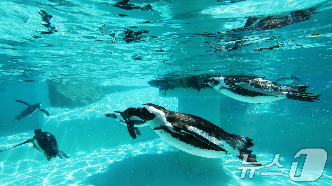 본문 이미지 - 세계 펭귄의 날을 하루 앞둔 24일 경기 용인시 처인구 에버랜드 펭귄아일랜드에서 아프리카 펭귄들이 양미리를 먹고 있다. ⓒ 뉴스1 김영운 기자