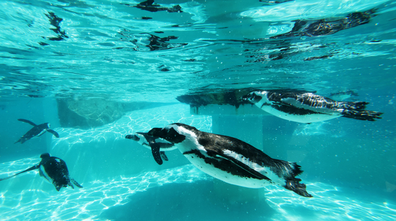 매년 4월 25일은 세계 펭귄의 날