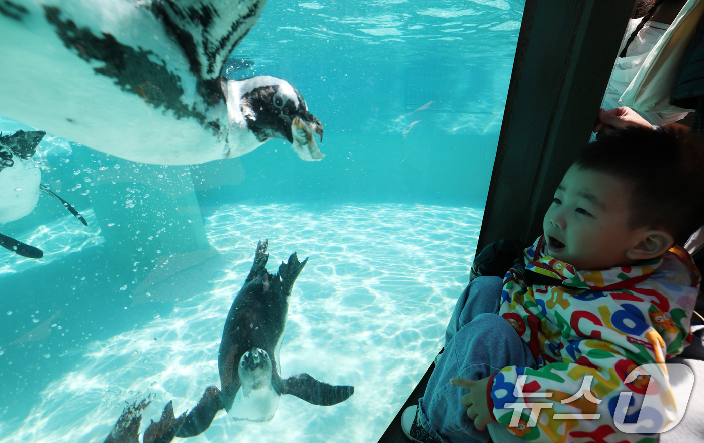 (용인=뉴스1) 김영운 기자 = 세계 펭귄의 날을 하루 앞둔 24일 경기 용인시 처인구 에버랜드 펭귄아일랜드에서 아프리카 펭귄들이 양미리를 먹고 있다. 2026.4.24/뉴스1