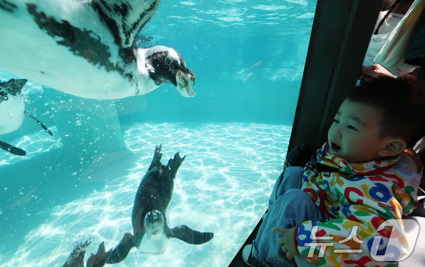 본문 이미지 - 세계 펭귄의 날을 하루 앞둔 24일 경기 용인시 처인구 에버랜드 펭귄아일랜드에서 아프리카 펭귄들이 양미리를 먹고 있다. ⓒ 뉴스1 김영운 기자