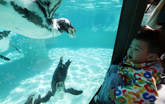 펭귄 먹방 구경하는 아이