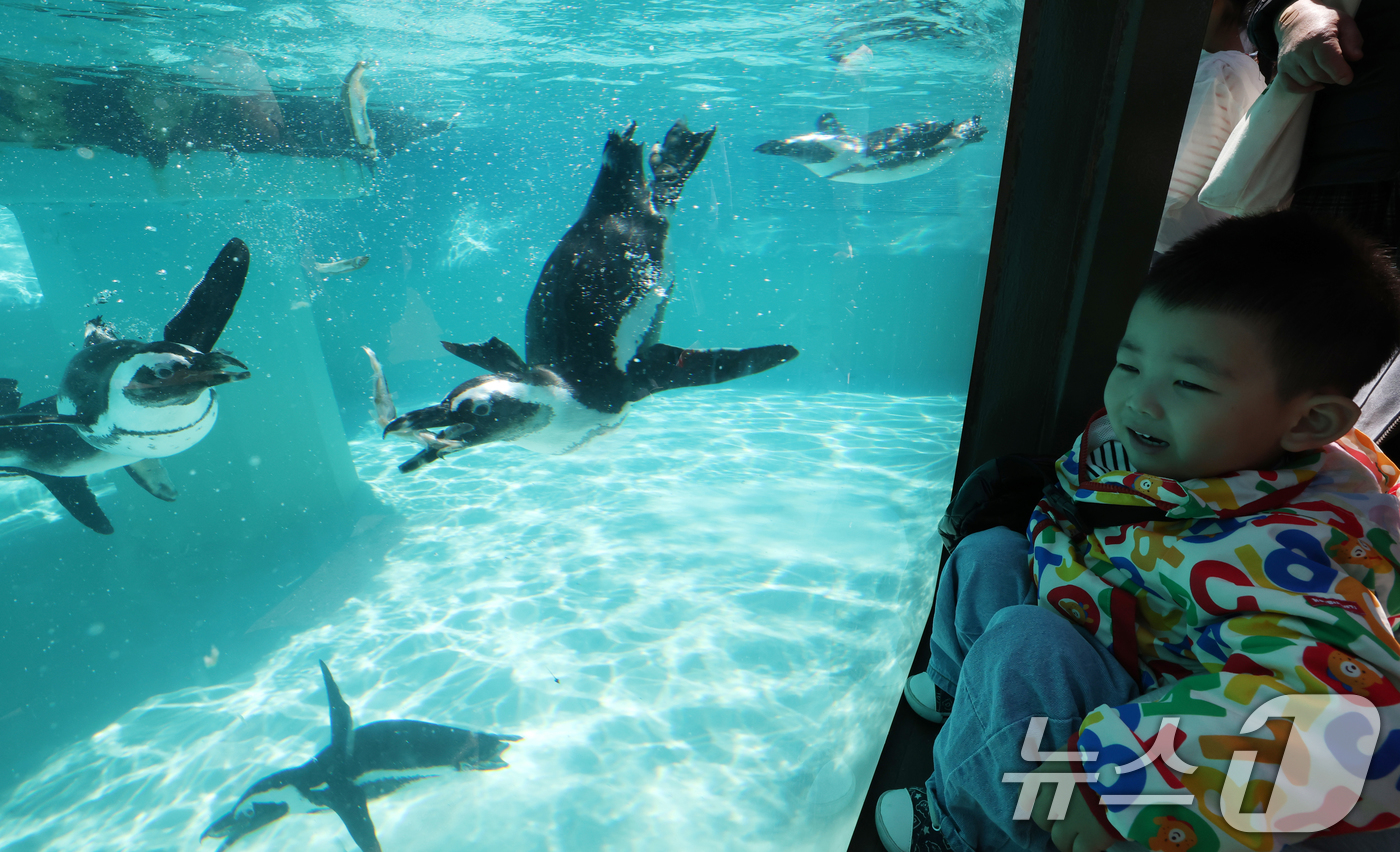 (용인=뉴스1) 김영운 기자 = 세계 펭귄의 날을 하루 앞둔 24일 경기 용인시 처인구 에버랜드 펭귄아일랜드에서 아프리카 펭귄들이 양미리를 먹고 있다. 2026.4.24/뉴스1