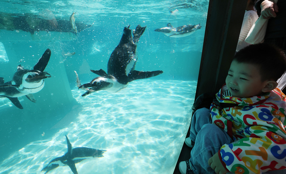 신기한 펭귄 먹방