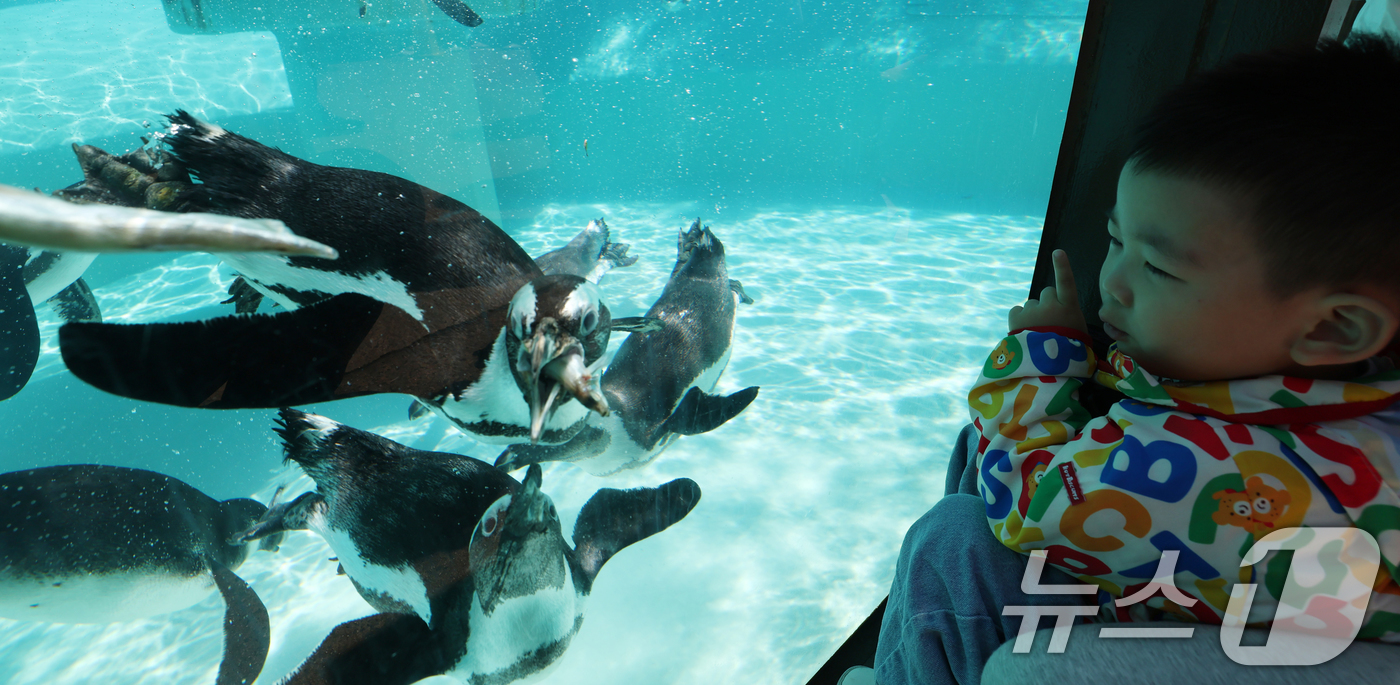 (용인=뉴스1) 김영운 기자 = 세계 펭귄의 날을 하루 앞둔 24일 경기 용인시 처인구 에버랜드 펭귄아일랜드에서 아프리카 펭귄들이 양미리를 먹고 있다. 2026.4.24/뉴스1