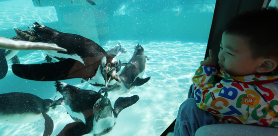 펭귄 먹방 구경