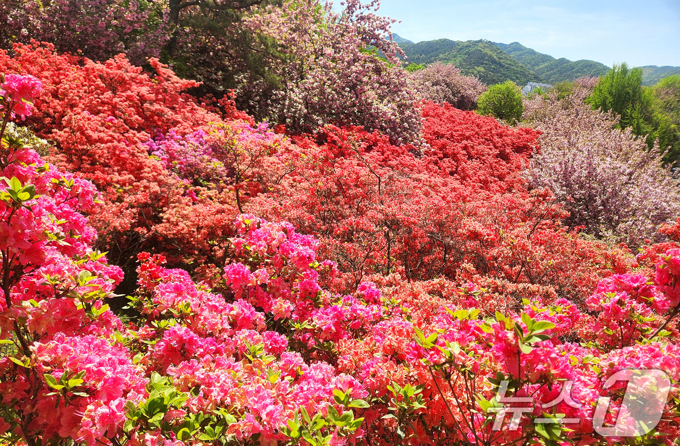 (전주=뉴스1) 임충식 기자 = 완연한 봄 날씨를 보인 24일 전북 전주시 완산공원 꽃동산에 철쭉과 겹벚꽃 등 봄꽃들이 활짝 피어 있다. 2026.4.24/뉴스1