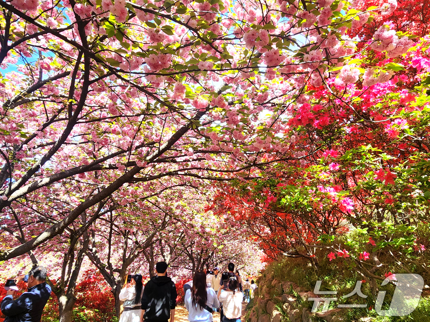 (전주=뉴스1) 임충식 기자 = 완연한 봄 날씨를 보인 24일 전북 전주시 완산공원 꽃동산에 상춘객들의 발길이 이어지고 있다. 2026.4.24/뉴스1