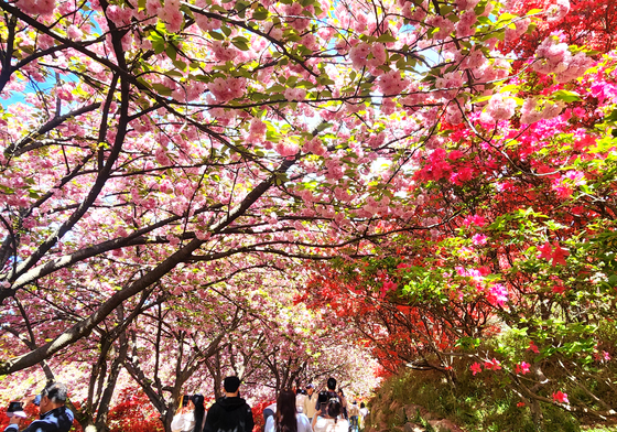 전주 완산꽃동산 봄철 명소로 우뚝…16일 동안 총 32만 명 방문