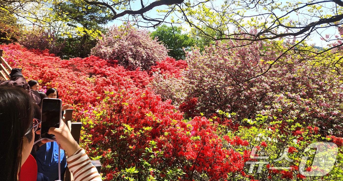 (전주=뉴스1) 임충식 기자 = 완연한 봄 날씨를 보인 24일 전북 전주시 완산공원 꽃동산에 상춘객들의 발길이 이어지고 있다. 2026.4.24/뉴스1
