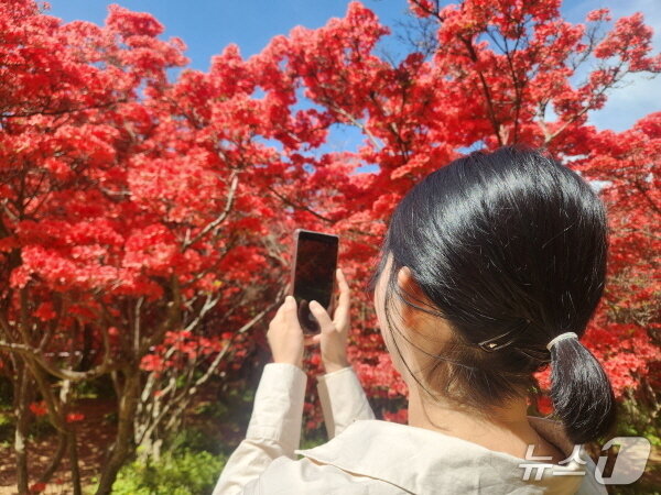 본문 이미지 - 24일 전주시 완산꽃동산에 온 상춘객이 꽃을 촬영하고 있다./뉴스1