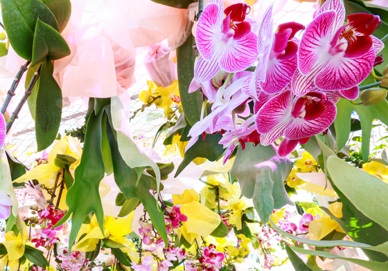 '꽃, 시간을 물들이다'···고양세계꽃박람회 개최