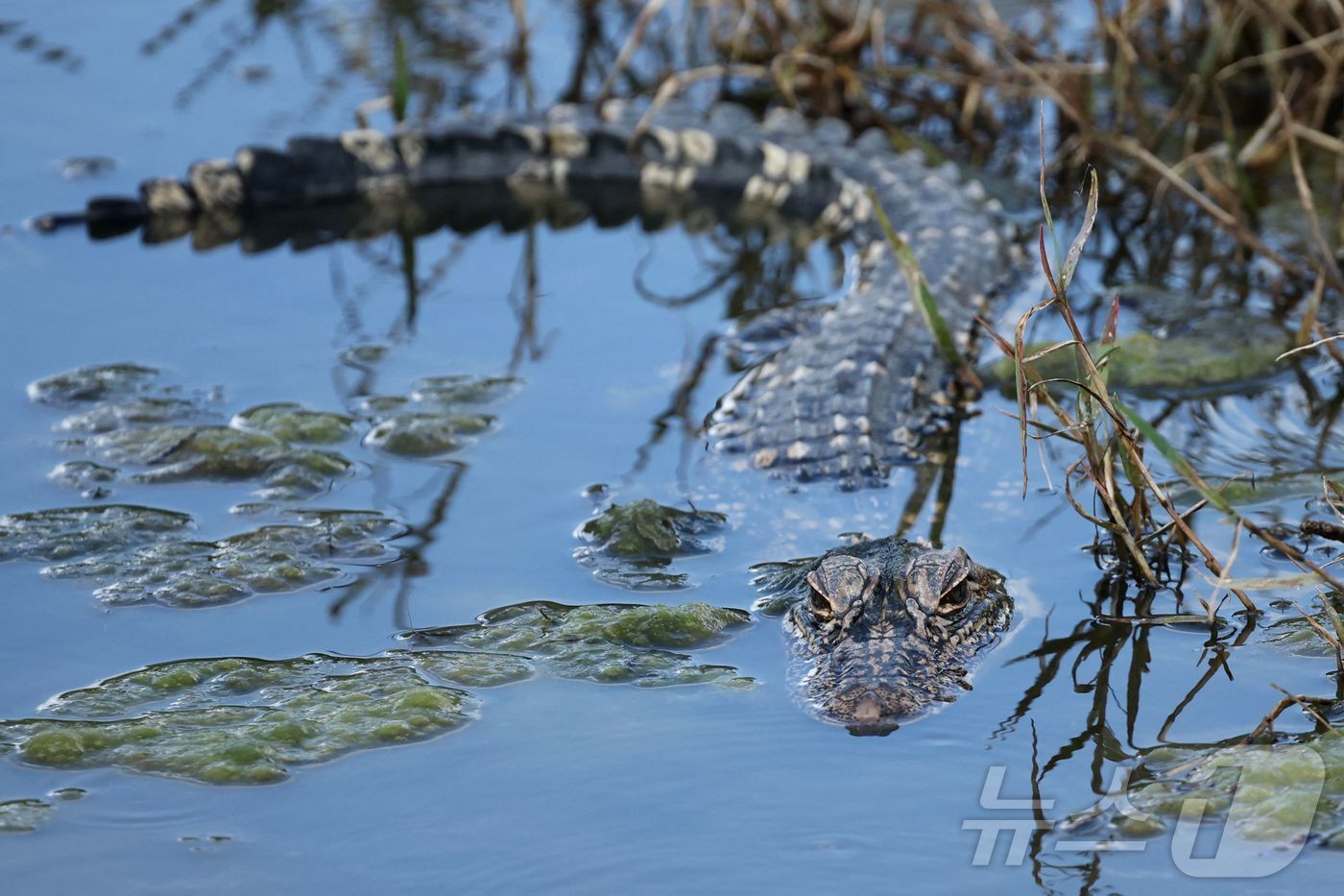 본문 이미지 - PGA 투어 취리히 클래식이 열리는 미국 루이지애나주 애번데일의 TPC 루이지애나에서 모습을 드러낸 악어.  ⓒ AFP=뉴스1
