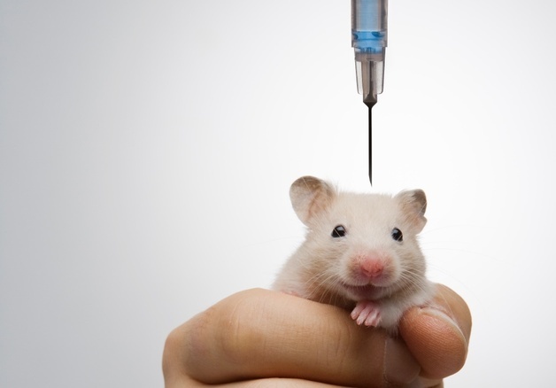 "생명 죽이는 극심한 고통 그만"…세계실험동물의 날, 목소리 커져