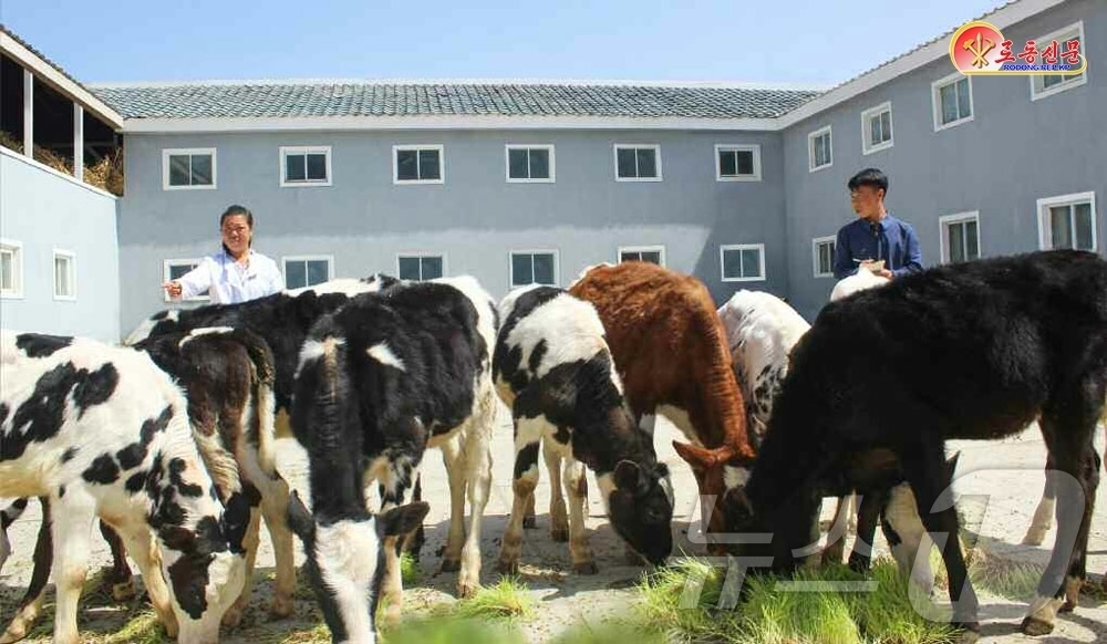 (평양 노동신문=뉴스1) = 북한 노동당 기관지 노동신문은 25일 양강도 혜산젖소목장에서 우량품종 젖소 사육을 확대해 젖 생산과 공급을 늘리고 있다고 보도했다. [국내에서만 사용가 …