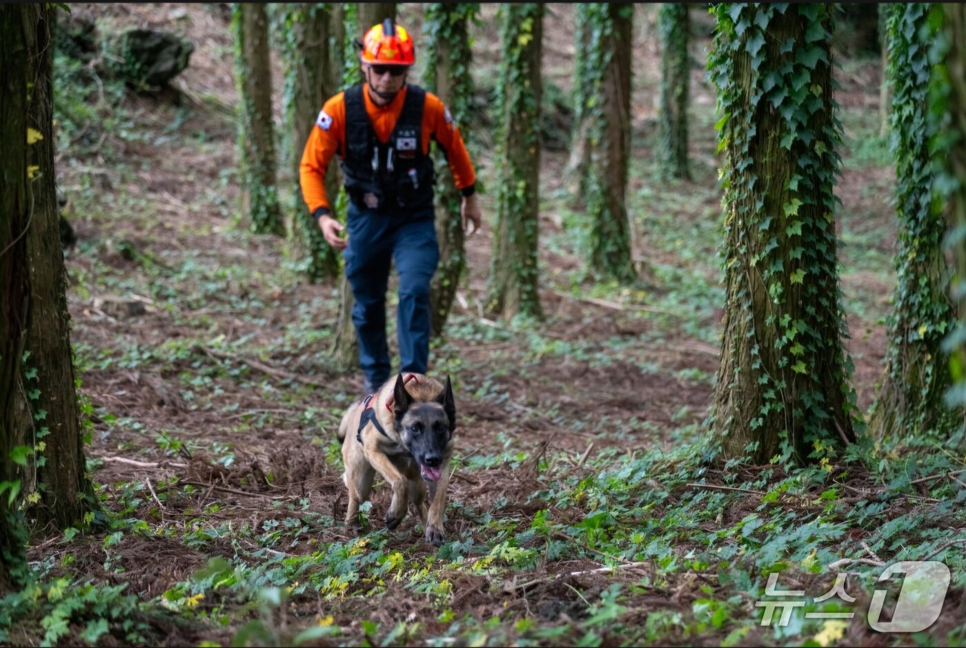 본문 이미지 - 구조견 달래와 강승철 소방위(제주소방본부 제공. 재판매 및 DB금지)/뉴스1