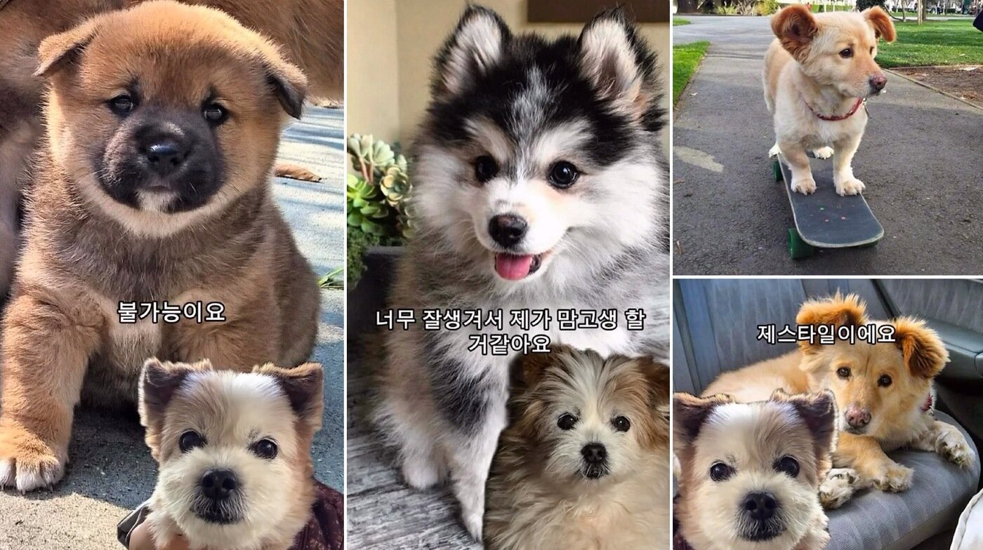 본문 이미지 - 믹스견 봄이의 연하남 고르기 편 영상 갈무리, 취향이 또렷한 봄이다(인스타그램 ohmy_bom 제공). ⓒ 뉴스1