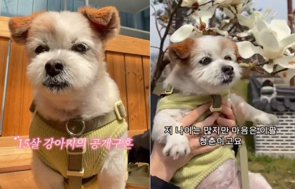 본문 이미지 - 15살 노견 '봄이'가 공개적으로 남자친구를 찾는다는 영상이 인기를 끌고 있다(인스타그램 ohmy_bom 제공). ⓒ 뉴스1