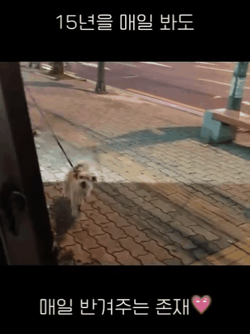 본문 이미지 - 언제나 온몸으로 보호자를 반기는 봄이(인스타그램 ohmy_bom 제공) ⓒ 뉴스1