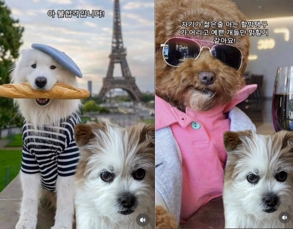 본문 이미지 - 믹스견 봄이의 '옷만 보고 사귈 수 있을까' 편 영상 갈무리(인스타그램 ohmy_bom 제공). ⓒ 뉴스1