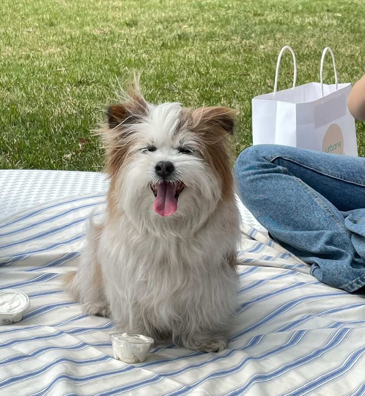 본문 이미지 - 봄이의 공개구혼 그 결과는 봄이 인스타그램에서 확인할 수 있다(인스타그램 ohmy_bom 제공). ⓒ 뉴스1