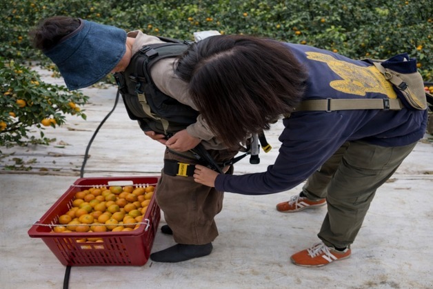 작업 피로도 35% 낮추는 웨어러블 로봇, 제주 농가 임대
