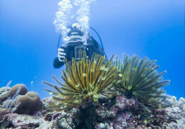 갤럭시로 찍은 산호초, 3D 복원도로 재탄생…글로벌 시상식 매료
