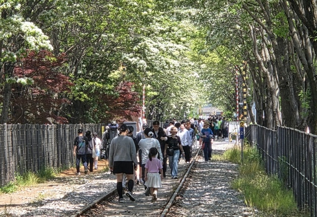 철길 위에 쌓인 '하얀 눈꽃'…전주 이팝나무 철길 개방에 '북적'
