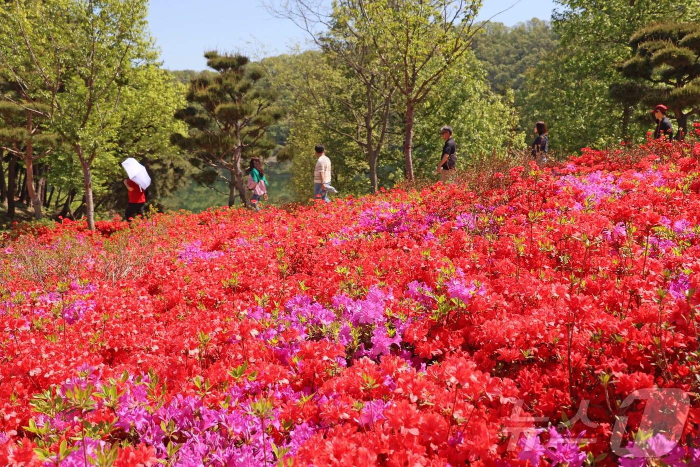 (임실=뉴스1) 김동규 기자 = 27일 전북 임실군 옥정호 붕어섬에 철쭉과 꽃잔디 등이 활짝 피어 주말 많은 관광객들이 이곳을 찾고 있다.(임실군제공. 재판매 및 DB금지)2026 …