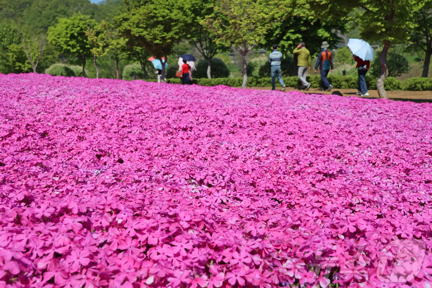 (임실=뉴스1) 김동규 기자 = 27일 전북 임실군 옥정호 붕어섬에 꽃잔디가 만개해 주말 이곳을 찾은 관광객들의 눈을 사로잡고 있다.(임실군제공. 재판매 및 DB금지)2026.4. …