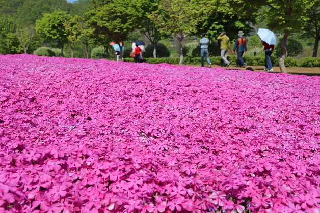 옥정호에 만개한 꽃잔디