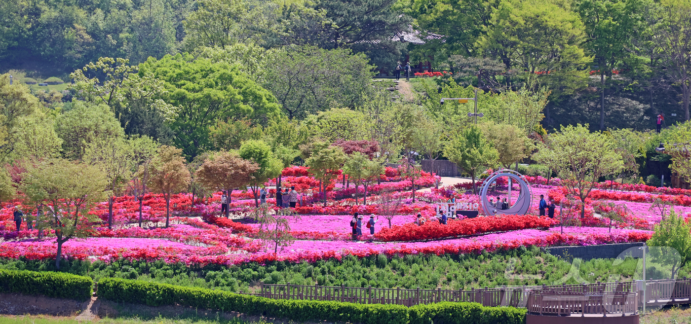 (임실=뉴스1) 김동규 기자 = 27일 전북 임실군 옥정호 붕어섬 요산공원에 봄꽃이 만개해 주말 많은 관광객들이 이곳을 찾았다.(임실군제공. 재판매 및 DB금지)2026.4.27/ …