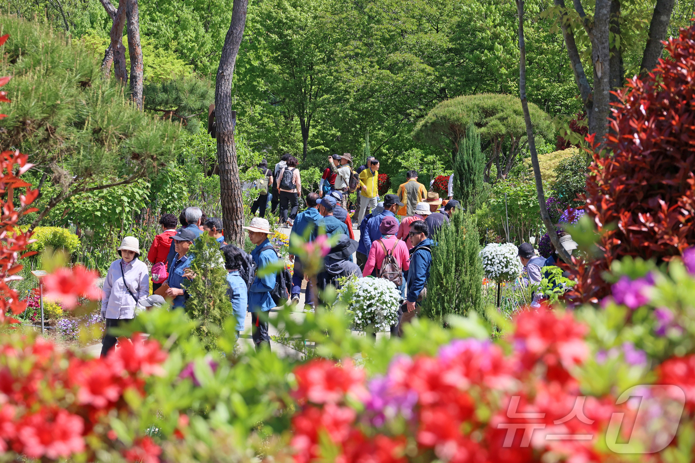 (임실=뉴스1) 김동규 기자 = 27일 전북 임실군 옥정호 붕어섬에 철쭉과 꽃잔디 등이 활짝 펴 주말 이곳이 관광객들로 북적거렸다.(임실군제공. 재판매 및 DB금지)2026.4.2 …
