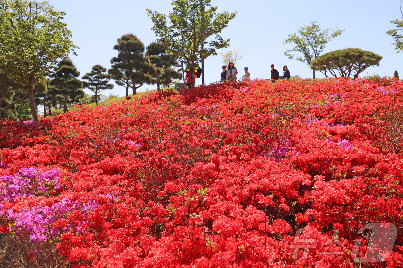 (임실=뉴스1) 김동규 기자 = 27일 전북 임실군 옥정호 붕어섬에 철쭉이 만개했다. 주말 나들이객들로 붕어섬이 북적였다.(임실군제공. 재판매 및 DB금지)2026.4.27/뉴스1 …