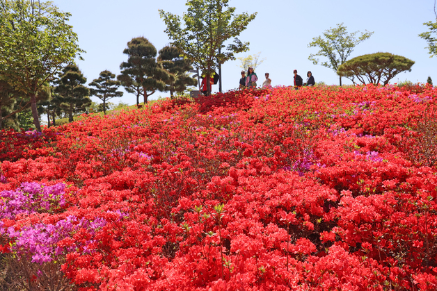 \'붕어섬에 활짝 핀 철쭉\'