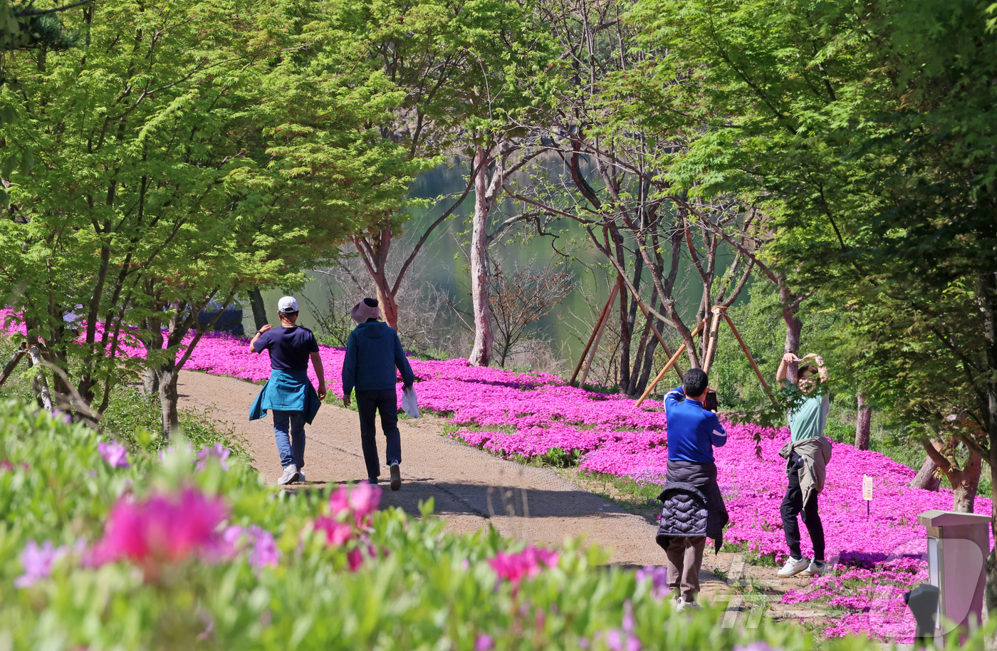 (임실=뉴스1) 김동규 기자 = 27일 전북 임실군 옥정호 붕어섬에 철쭉과 꽃잔디 등이 활짝 펴 주말 많은 관광객들이 이곳을 찾아 사진을 찍으며 추억을 남기고 있다.(임실군제공. …