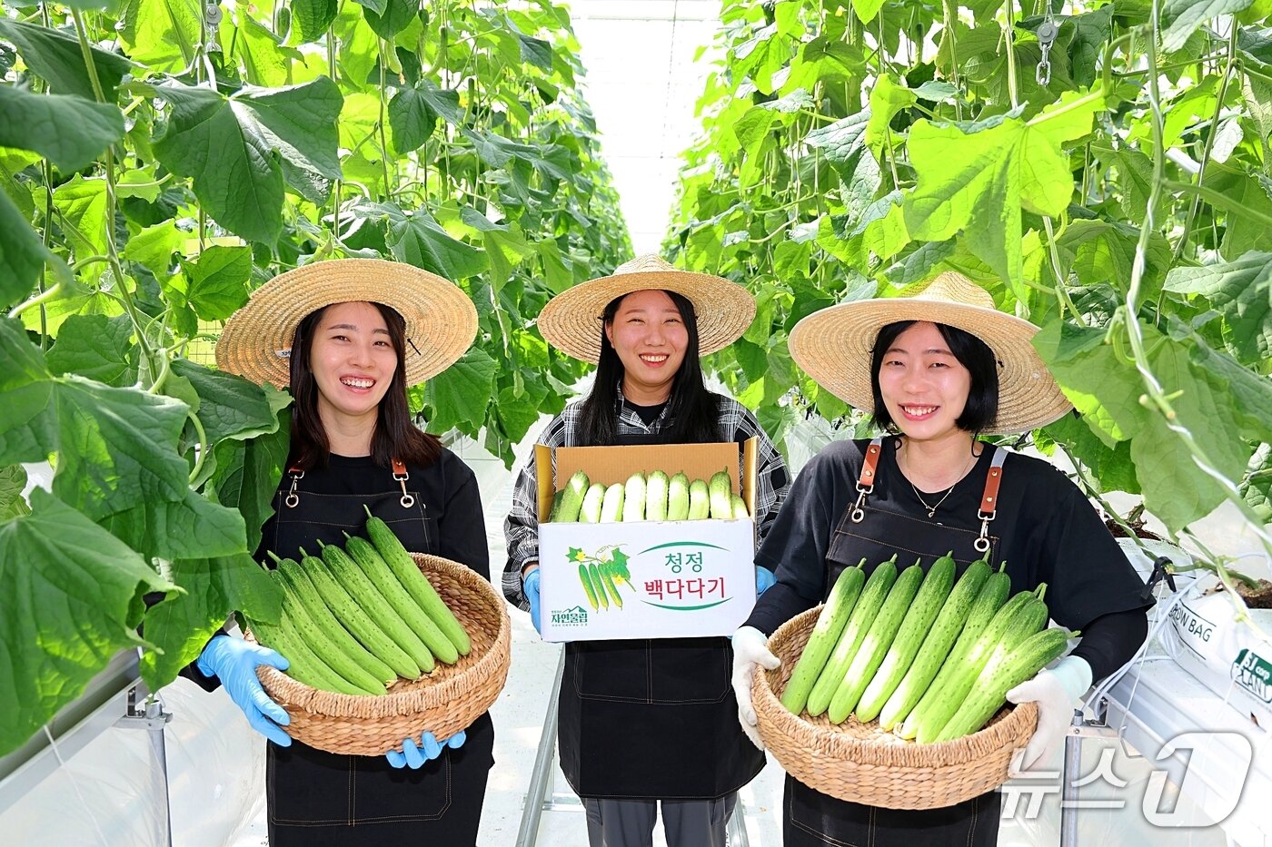 본문 이미지 - 직접 키운 오이를 수확하며 "힘들어도 즐겁다"는 괴산 스마트팜 '오이유 농장' 여성 쳥년농업인들(괴산군 제공. 재판매 및 DB금지)