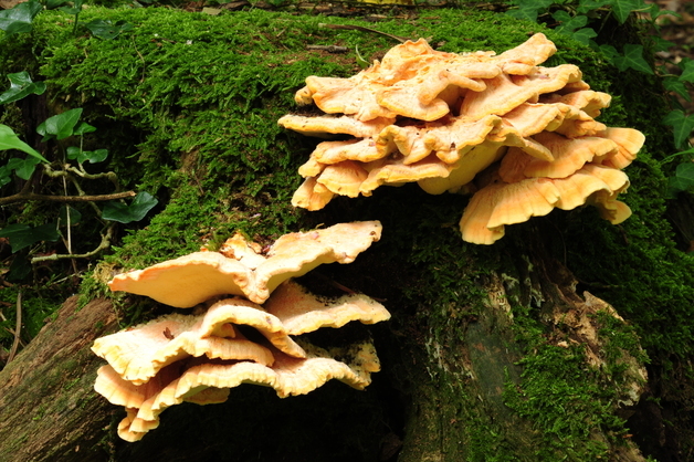 산림과학원 '붉은덕다리버섯 균사체 멜라닌 생성 촉진' 확인