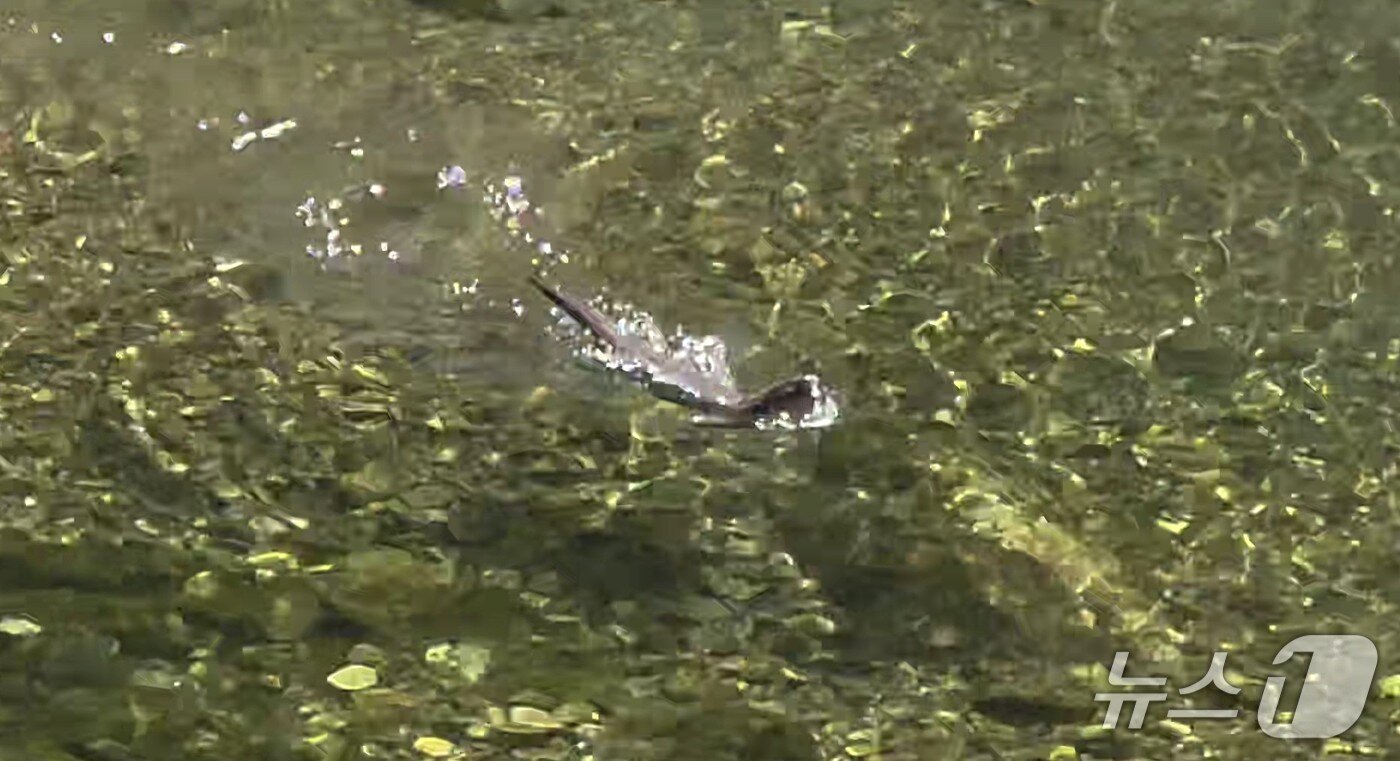 본문 이미지 - 멸종위기 야생동물인 '수달'이 충북 상촌면 물한리 물한계곡의 한 물가에서 발견됐다.(물한계곡 주민 제공. 재판매 및 DB금지) 