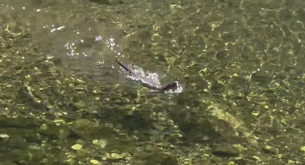 영동 물한계곡서 30여년 만에 포착된 수달…"서식지 보호 시급"