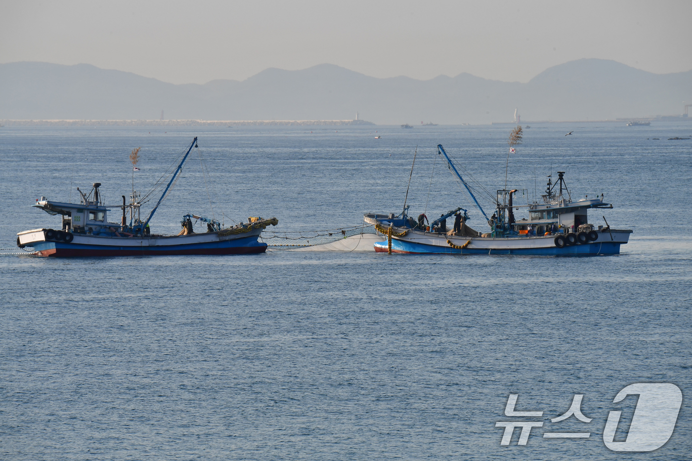 (포항=뉴스1) 최창호 기자 = 27일 경북 포항시 북구 월포해수욕장 앞 바다에서 멸치잡이가 한창이다. 2026.4.27/뉴스1
