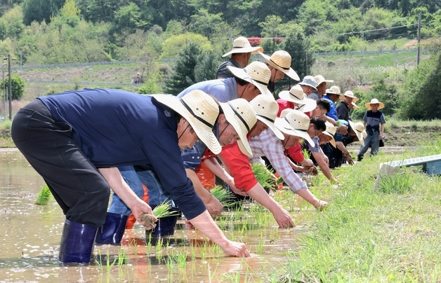 괴산지역 올해 첫 친환경 벼 모내기…8월 중순 수확 예정