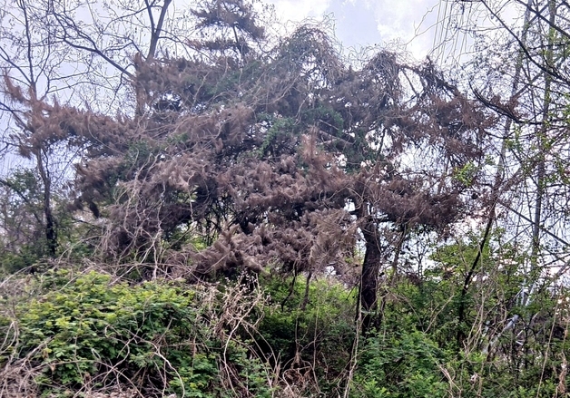 충북 괴산 사리면서 소나무재선충병 발생